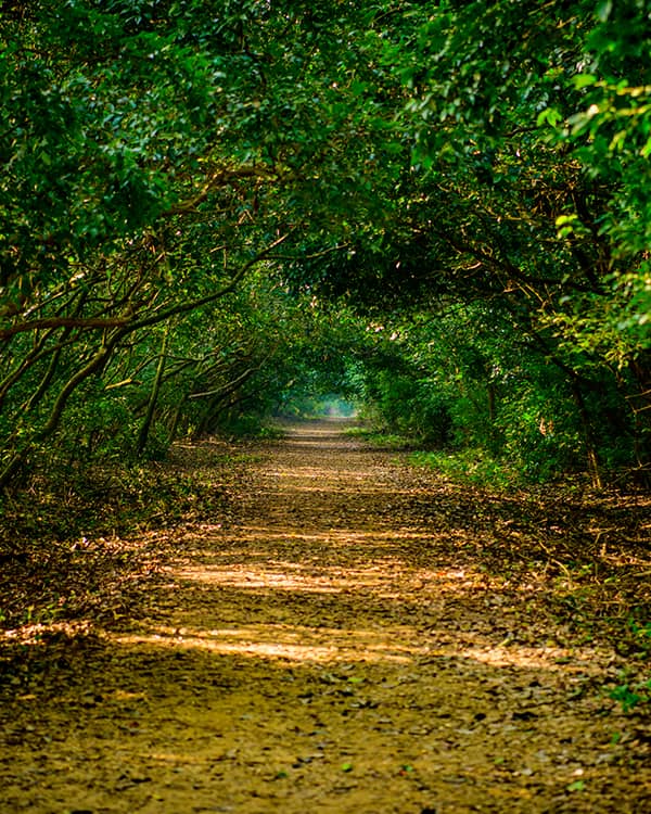 Bhitarkanika Nature Walk