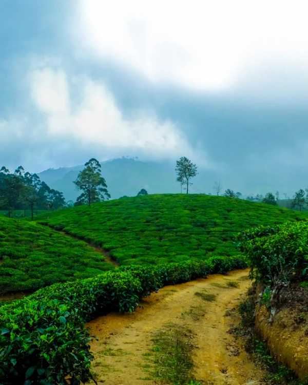 Coffee & Spice Garden