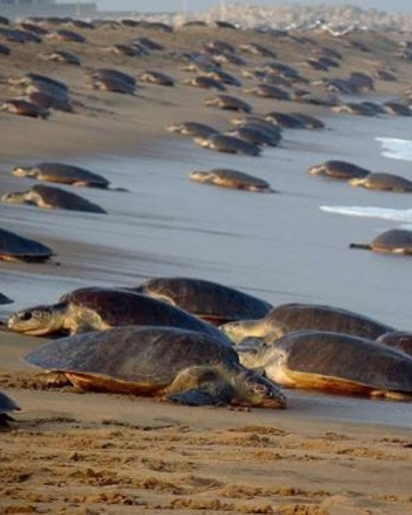 Gahirmatha Beach & Marine Sanctuary