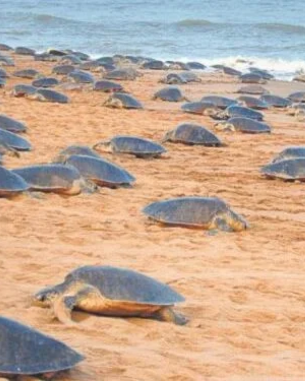 Rushikulya River Mouth