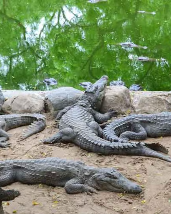 Tikarpada Crocodile Sanctuary